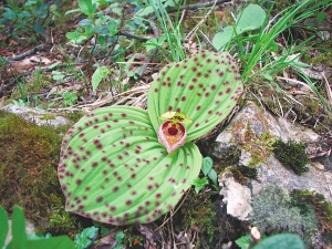 古称兰花为君子哪知其实是“骗子” 古称兰花为君子哪知其实是“骗子”