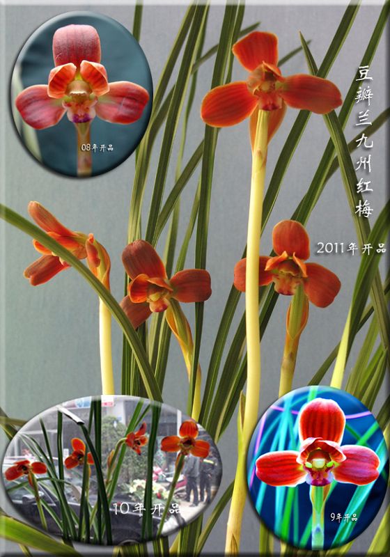 豆瓣兰的栽培管理浅说 豆瓣兰的栽培管理浅说