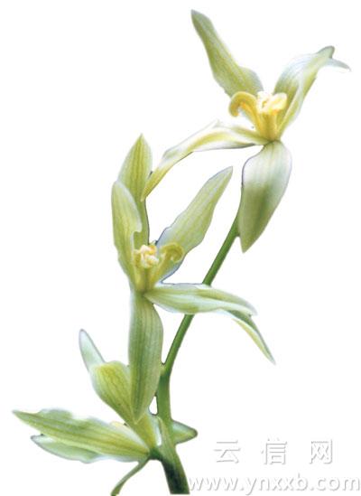 兰花 生于大理的风韵 兰花 生于大理的风韵