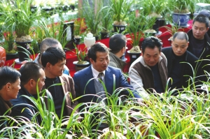 2012年度大理荡山洲迎春兰花展拉开序幕 2012年度大理荡山洲迎春兰花展拉开序幕