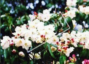 花甸坝:藏在大理的深山秘境 花甸坝:藏在大理的深山秘境