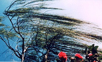 大理下关风 大理下关风