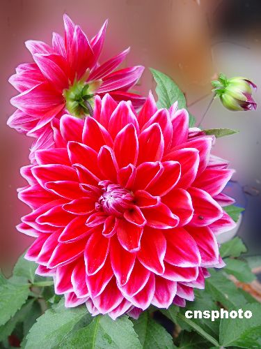 大理白族的图片集合 大理白族的图片集合