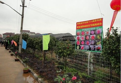 金华市第二十届茶花展暨竹马苗木交易会 定2012年3月13日开幕 金华市第二十届茶花展暨竹马苗木交易会 定2012年3月13日开幕