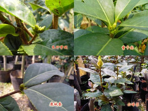 云南茶花带花蕾:朱砂紫袍童子面鹿城春雪皎,云峰茶云针茶 云南茶花带花蕾:朱砂紫袍童子面鹿城春雪皎,云峰茶云针茶