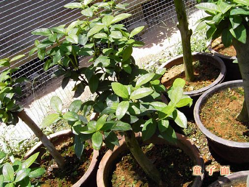 今年(07年)云南茶花品种开始上市销售 今年(07年)云南茶花品种开始上市销售