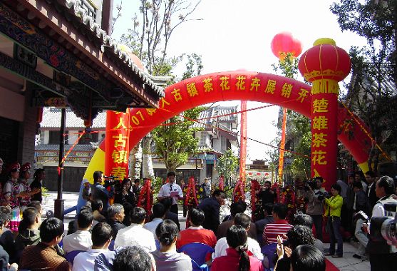 云南楚雄茶花专业街开业 云南楚雄茶花专业街开业