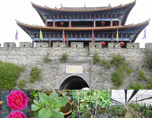 大理茶花八大名品--恨天高 童子面 大理茶花八大名品--恨天高 童子面