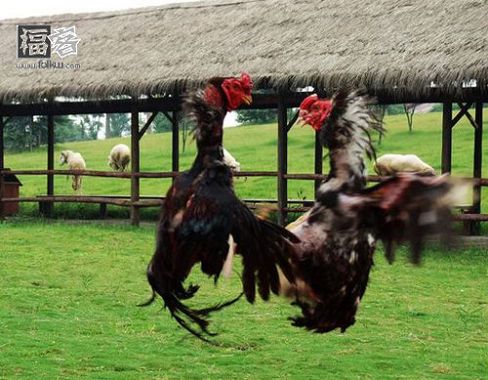 斗鸡:千年奇观乡俗味浓 斗鸡:千年奇观乡俗味浓