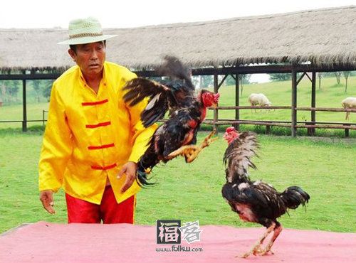 斗鸡:千年奇观乡俗味浓 斗鸡:千年奇观乡俗味浓