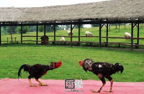 斗鸡:千年奇观乡俗味浓 斗鸡:千年奇观乡俗味浓