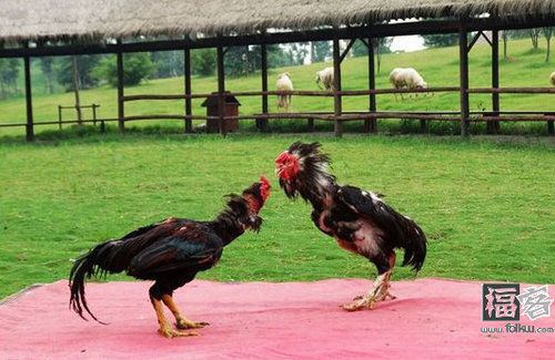 斗鸡:千年奇观乡俗味浓 斗鸡:千年奇观乡俗味浓