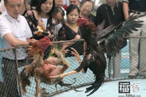 斗鸡:千年奇观乡俗味浓 斗鸡:千年奇观乡俗味浓