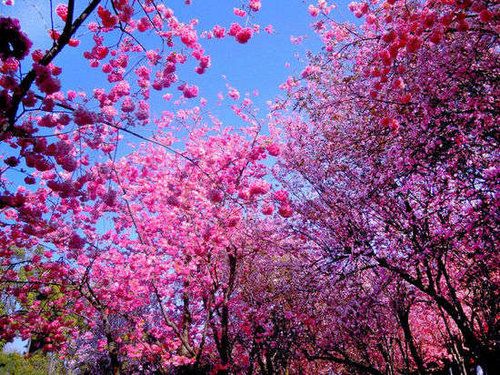 春光乍泄 到云南寻春必做的4件事 春光乍泄 到云南寻春必做的4件事