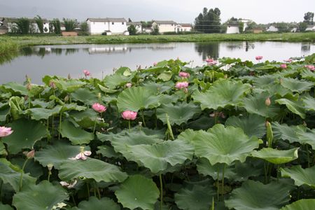 U6393P1032DT20110830151500.jpg U6393P1032DT20110830151500.jpg