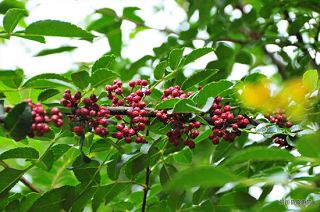 U6393P1032DT20130606165625.jpg U6393P1032DT20130606165625.jpg