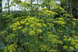 U6393P1032DT20130606165625.jpg U6393P1032DT20130606165625.jpg