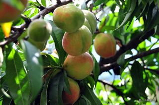 U6393P1032DT20130606165625.jpg U6393P1032DT20130606165625.jpg