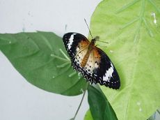 2011102713330123071.jpg 2011102713330123071.jpg