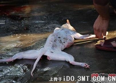 杀猫1.jpg 杀猫1.jpg