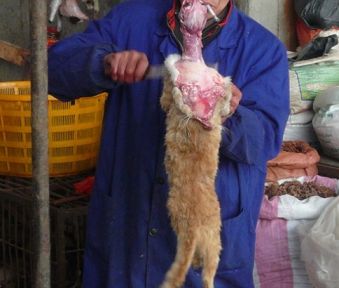 杀猫2.jpg 杀猫2.jpg