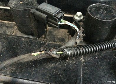 老鼠咬汽车3.jpg 老鼠咬汽车3.jpg