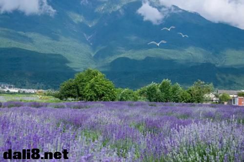 大理白族美景、大理美景、大理美图 大理白族美景、大理美景、大理美图