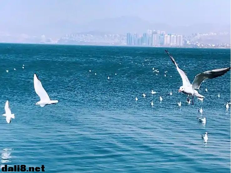 洱海_20241118101720.png 洱海_20241118101720.png